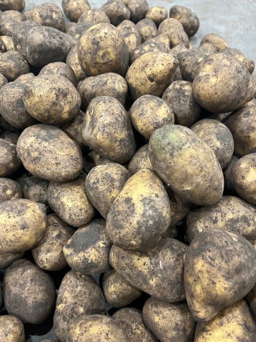 Продам картофель оптом