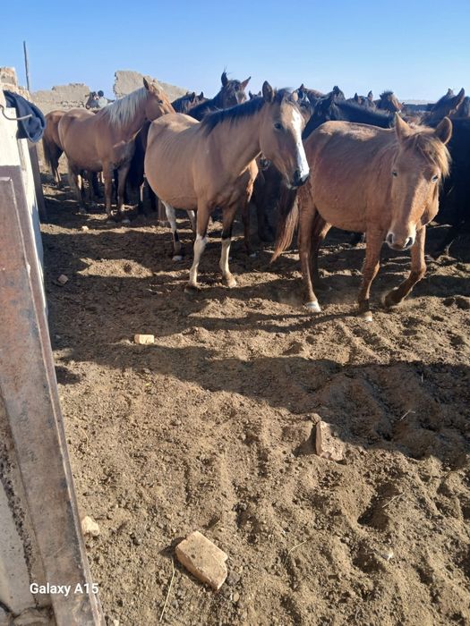 Бие сатылады буаз