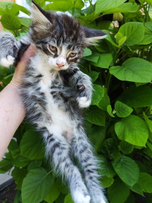 Отдам котят в добрые руки срочно
