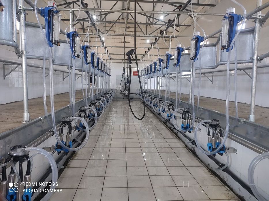 Доильное оборудование. Сут согиш ускунаси