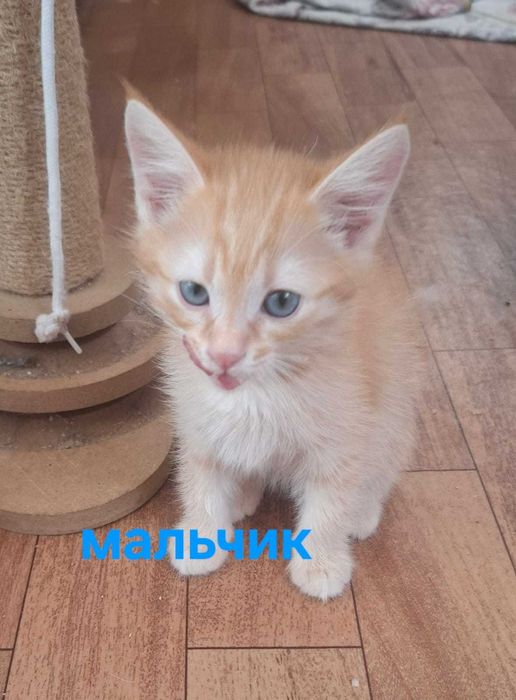 Отдам котят в любящие ручки