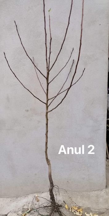 Pomi fructiefri clasici altoiti