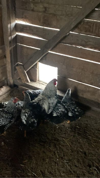 Pui wiandotte gsg si argintiu