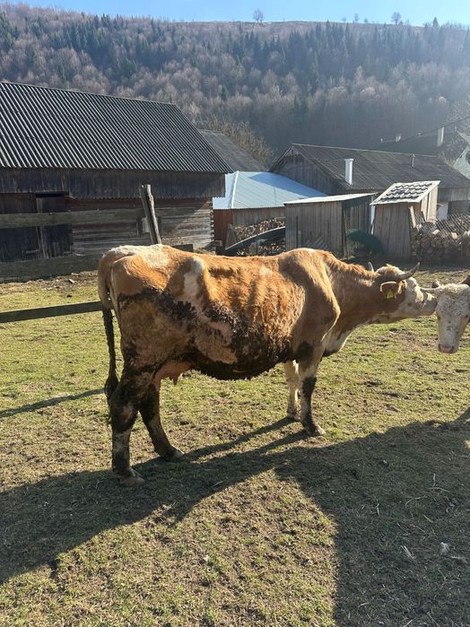 Vacă de trei viței de vânzare