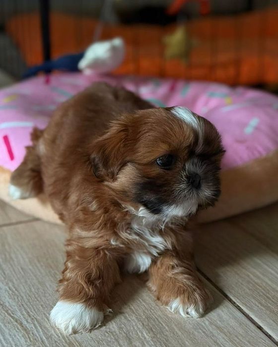 Shia tzu mini toy maro