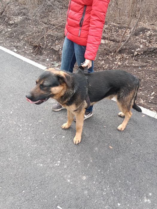 Продам собаку, кобеля