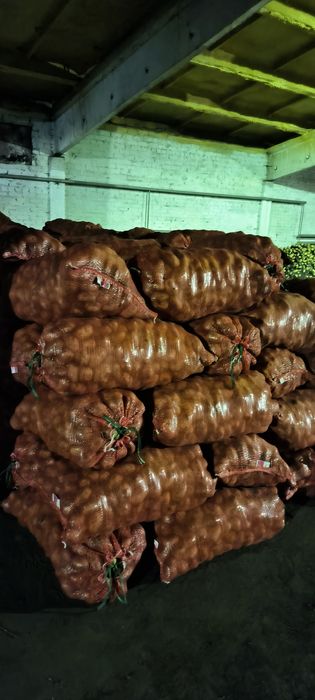 Картофель сорт Вега