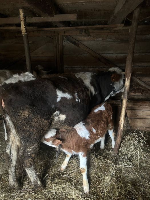 Vaca și citea de vânzare