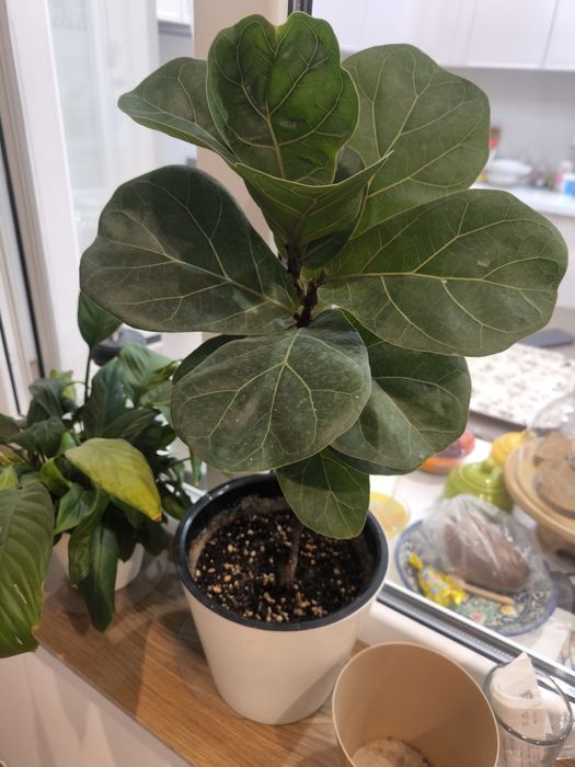 Домашние цветы в хороших грунтах