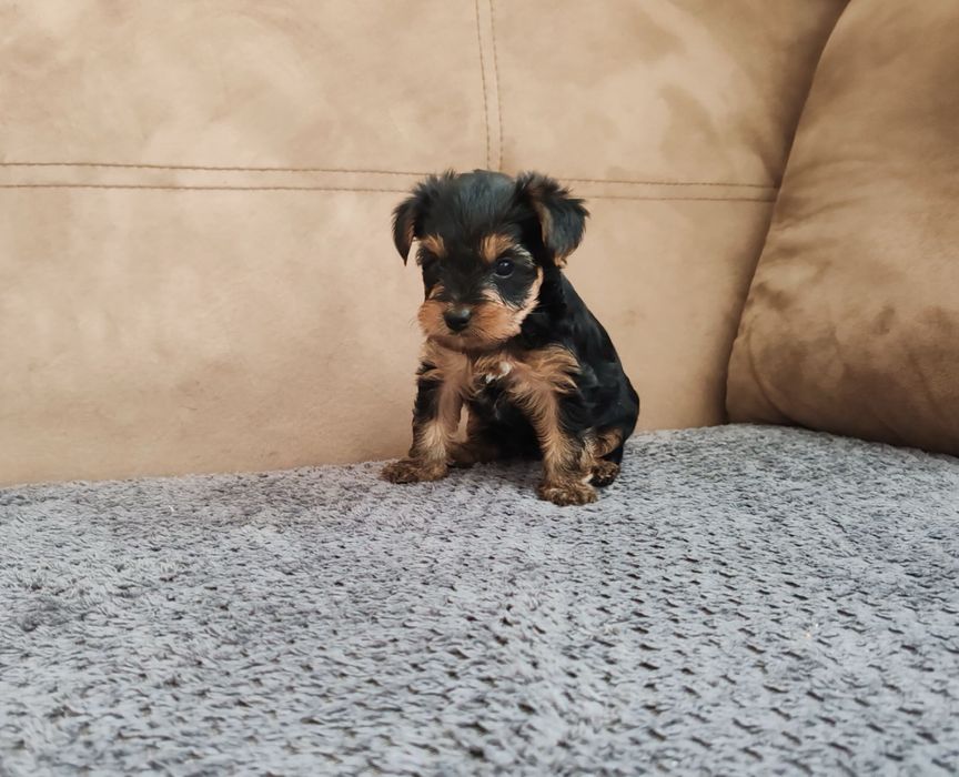 Йоркширски териер