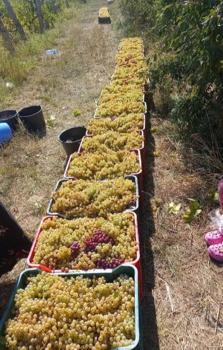 Struguri de vin 2026