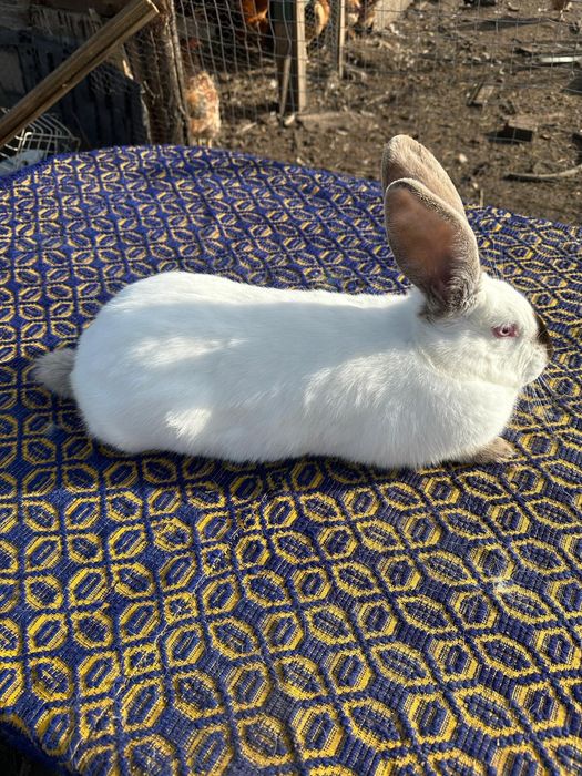 Uriaș de Transilvania schimb cu Rex tricolor