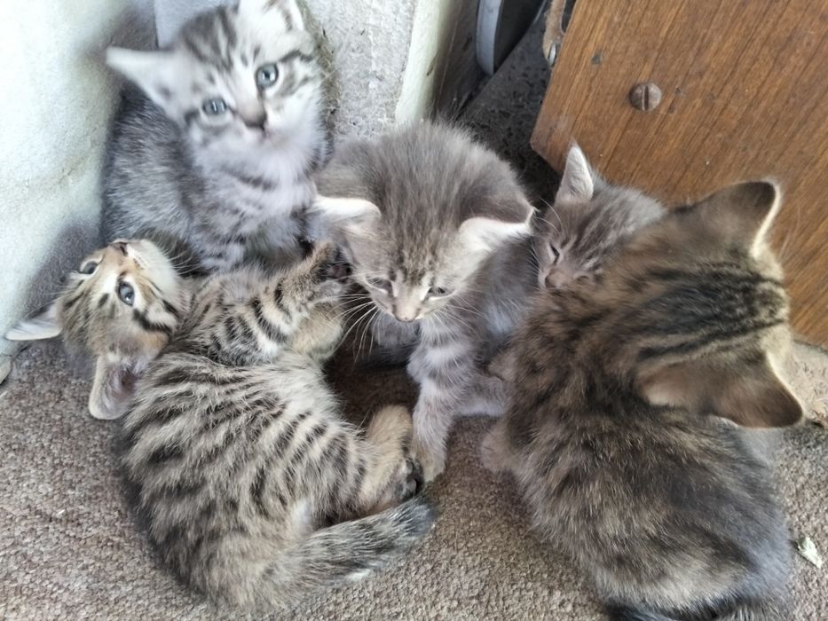 Котята ищут дом хороший