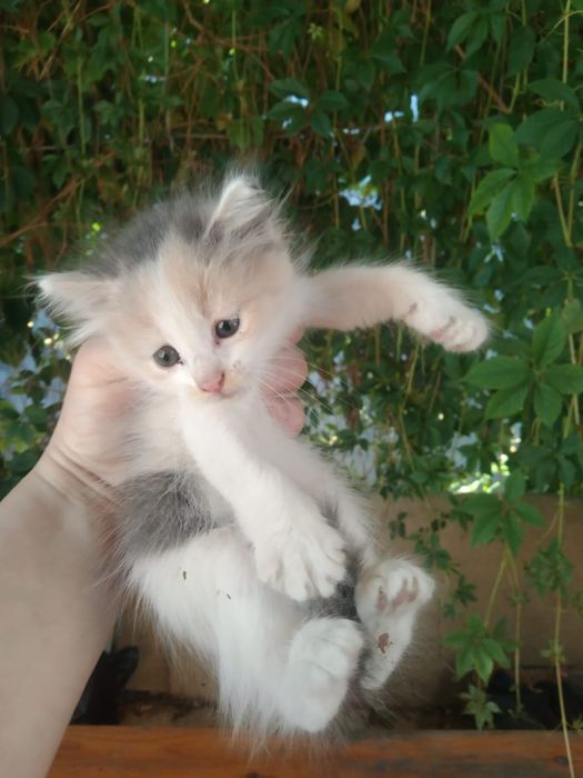 Отдам в добрые руки!