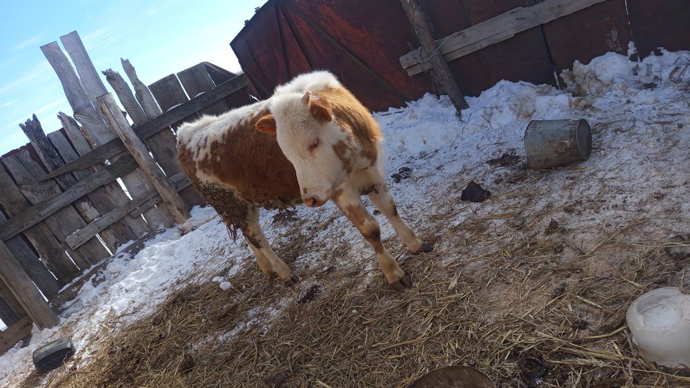 Телочка 10 месяцев