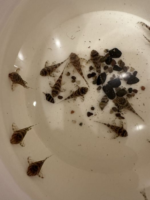 Номерные сомы L 333 Gold