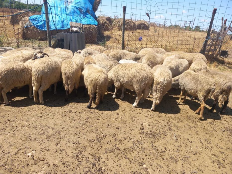 Oi turcane  de vânzare