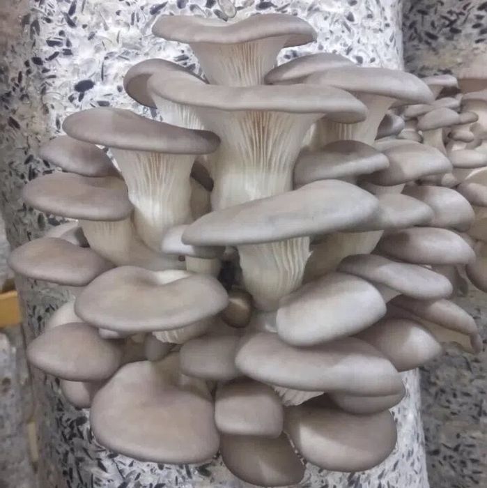Мицелий вешенки