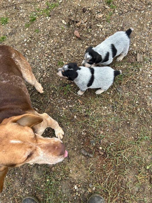 Donez catei de vanatoare