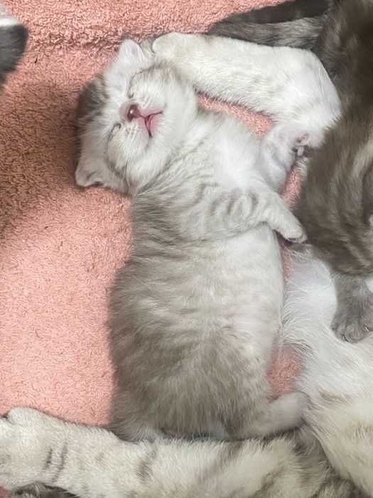 вислоухая кошка / котенок