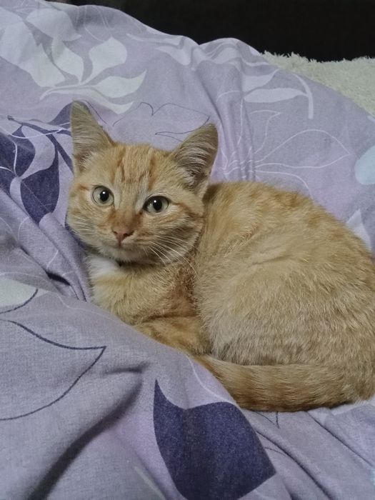 Отдам котенка в хорошие руки