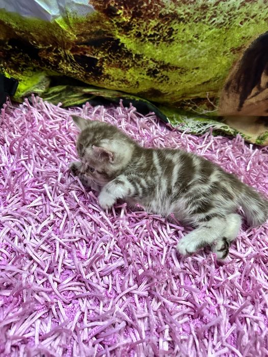 Ковер из ворса 2,5*3,5