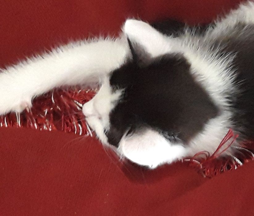 Отдам в добрые руки