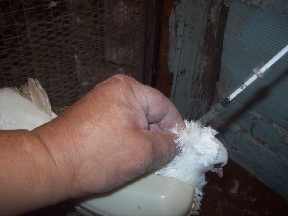 Пръстени и други аксесоари за птици