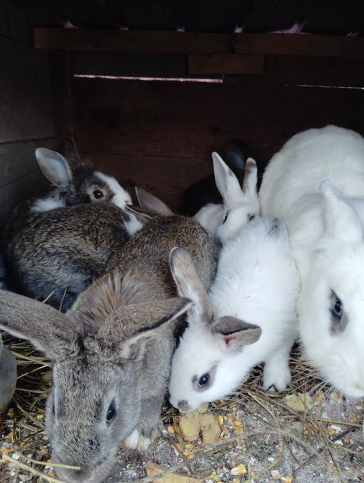 vand iepurasi  de 2luni