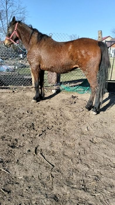 De vânzare două iepe