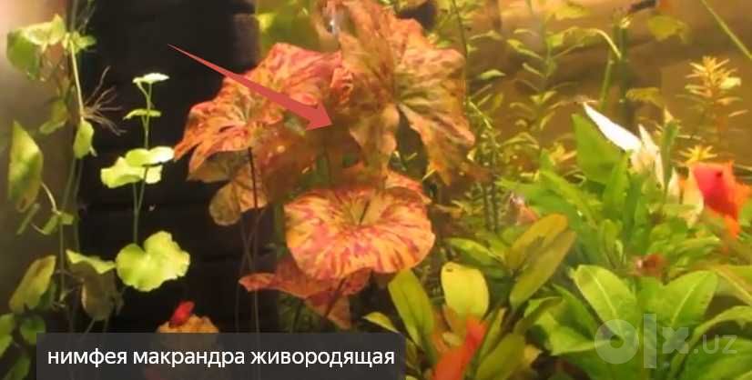 аквариумистика растения