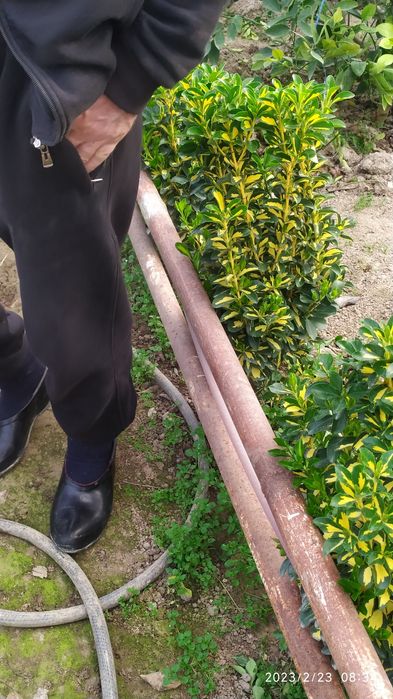 Birsklet  va shamshod. Va boshqa kochat