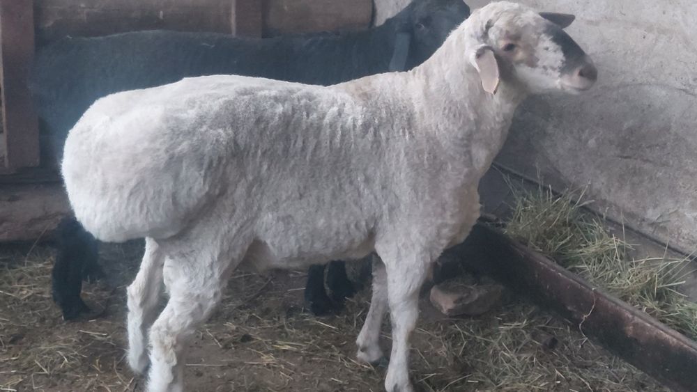 Zotli, Qozoqi qo'chorlar