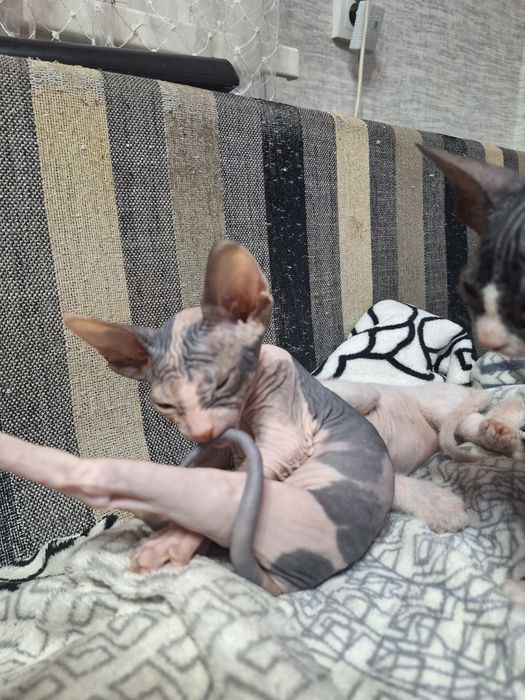Продам котят сфинкса.