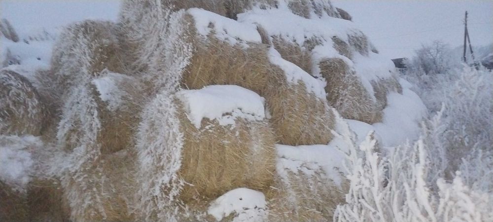 Салома в рулонах с пресса ПРФ 145