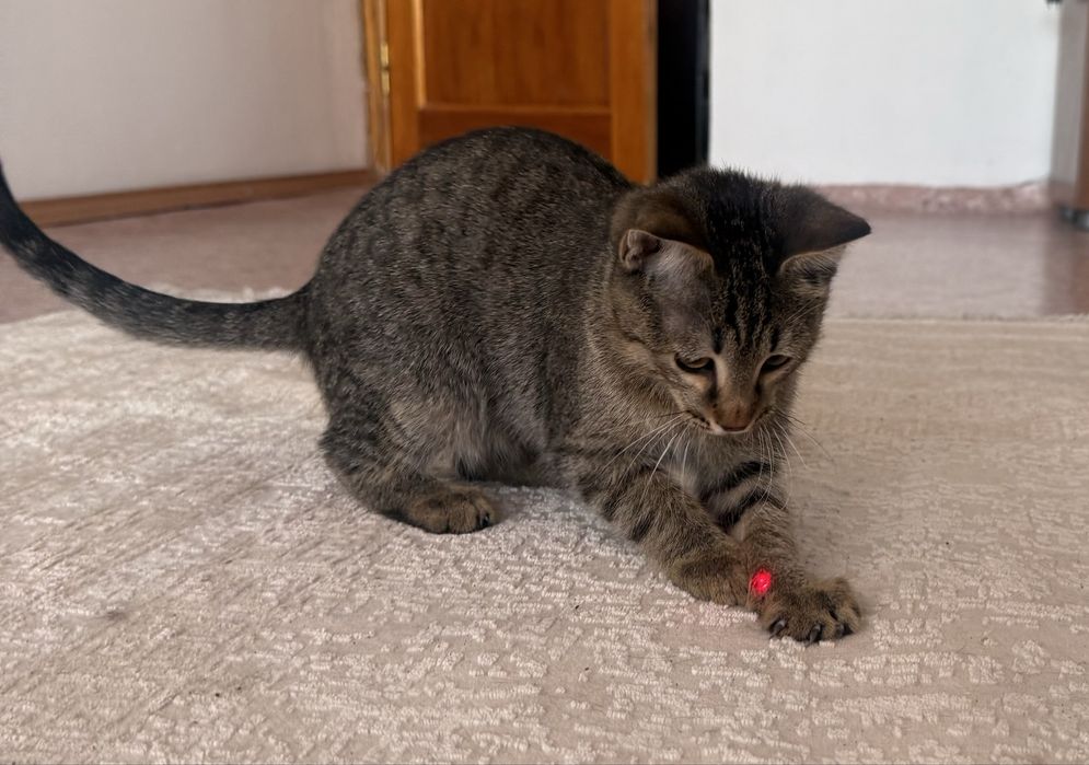 Отдам котенка 3 мес. Мальчик