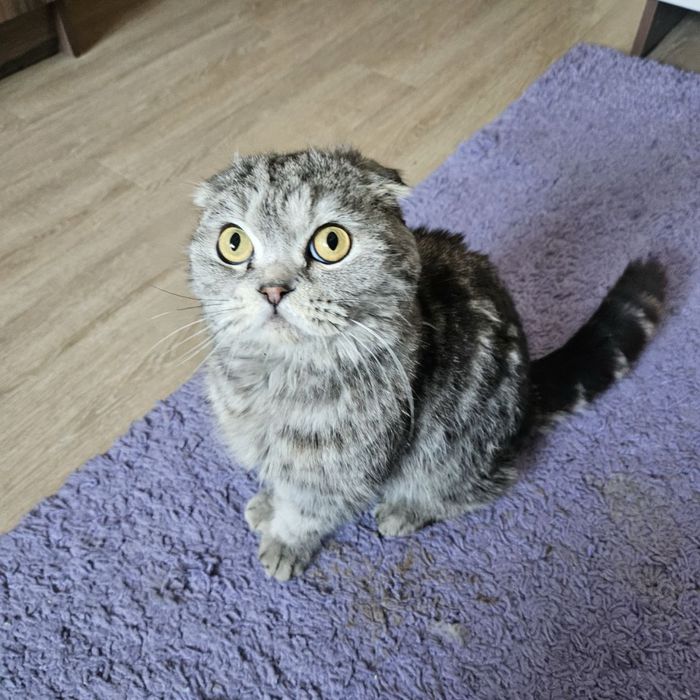 Кот Бонифаций ищет дом! Ташкент!