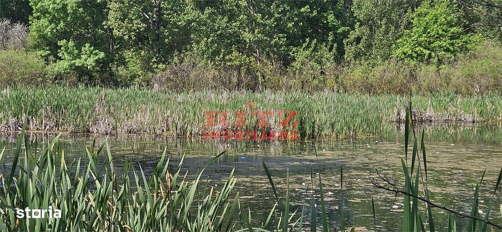 Padure-Vegetatie  Forestiera De Plop Si Stejar