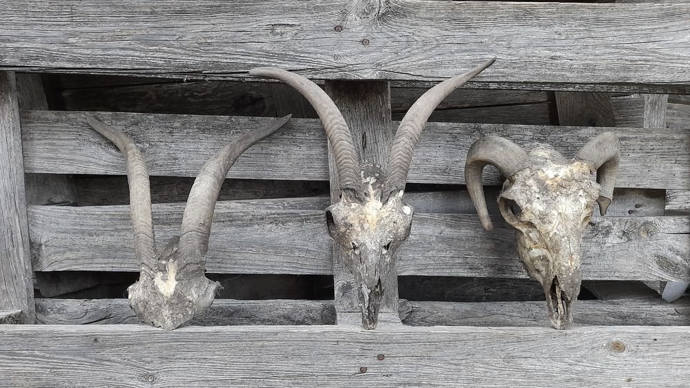 Трофей, рога !!!