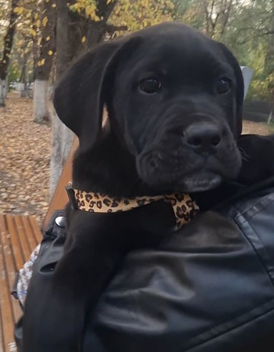 Продам щенка Кане Корсо