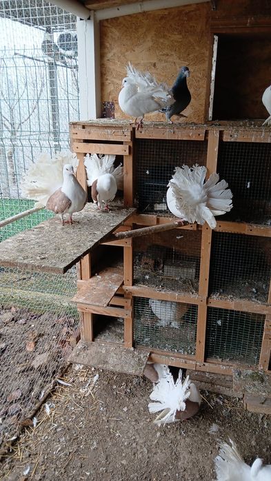 Vând porumbei și găini