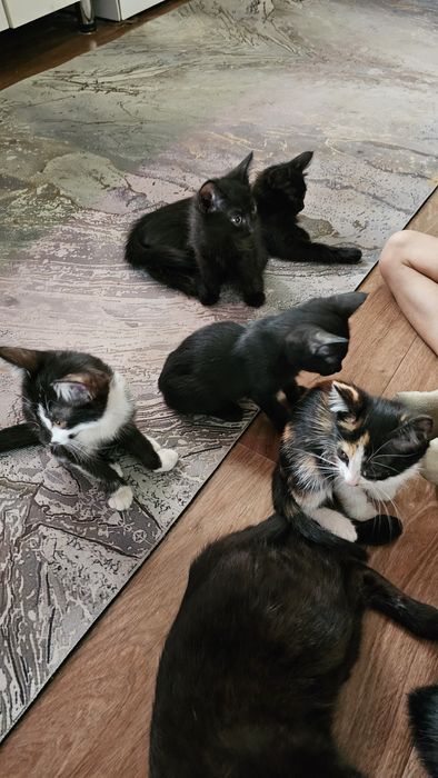 Отдам котят в добрые руки
