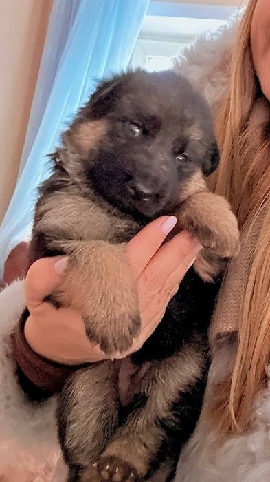 Продам щенков немецкой овчарки