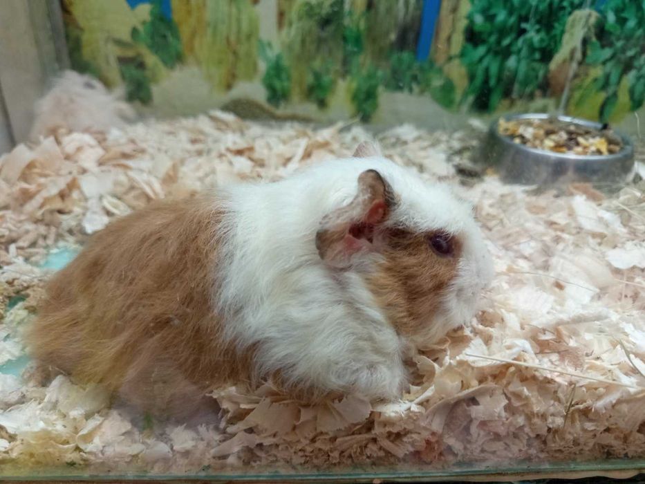 Морски  свинчета