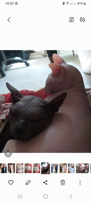 Донской Сфинкс вязка