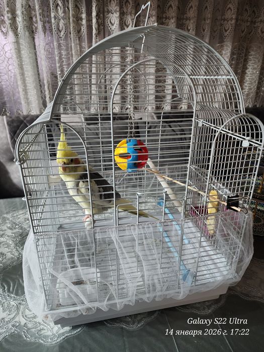 Продам клетку для птицы и попугая