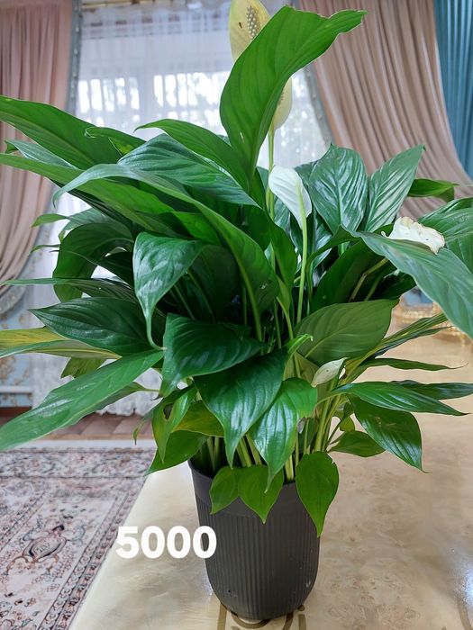 Цветы комнатные растения