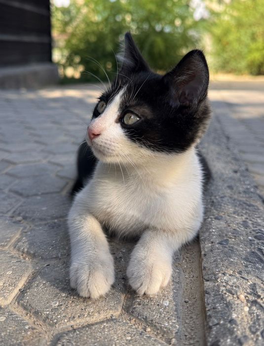 Ласковый веселый котенок