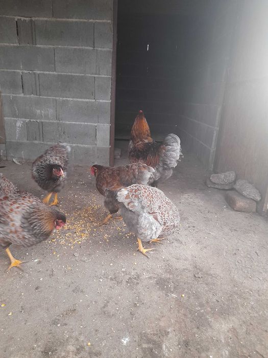 Găini wyanditte rosu-albastru de vinzare