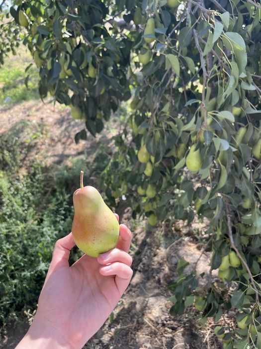 Сочная сладкая груша